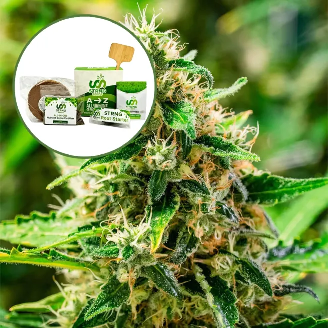 Afghani Strain Grow Kit