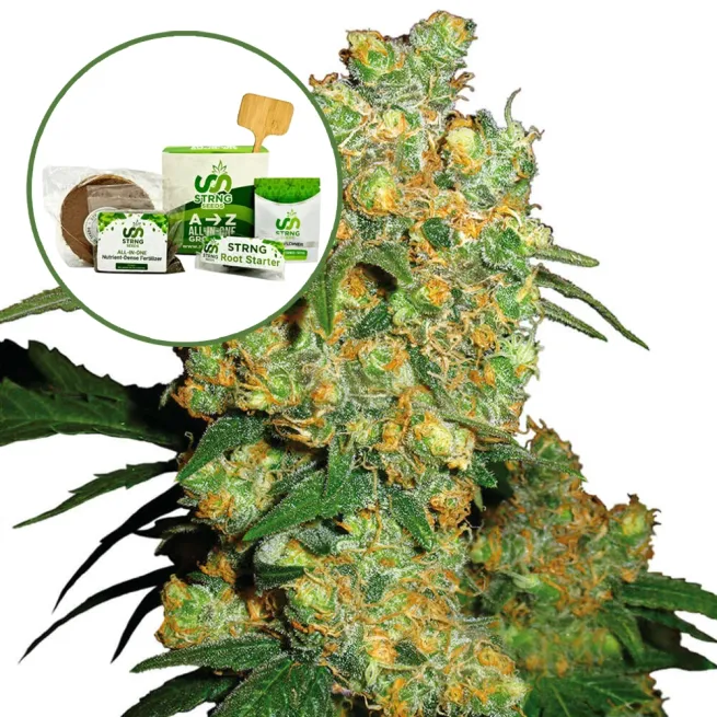 Big Bud Strain Grow Kit