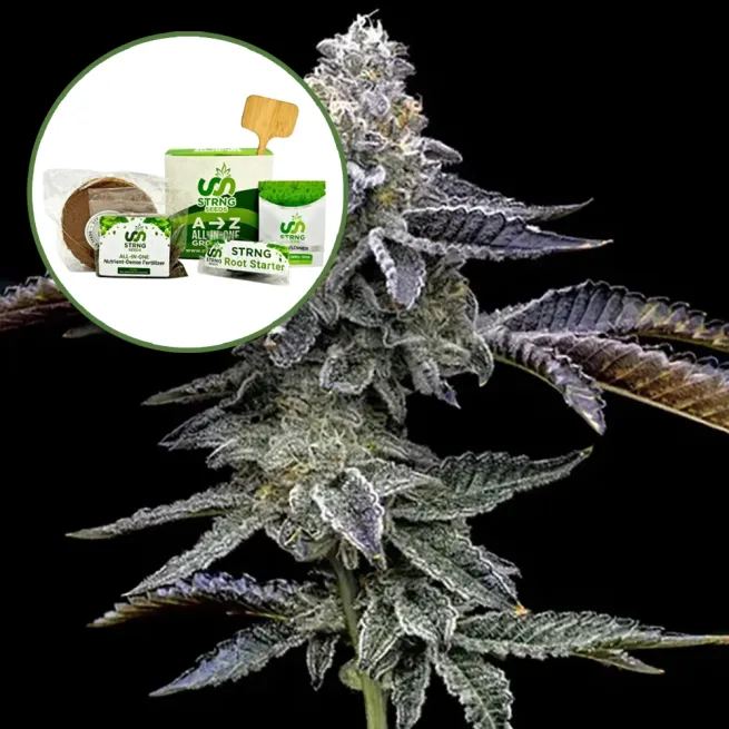 Blue Dream Haze Strain Grow Kit