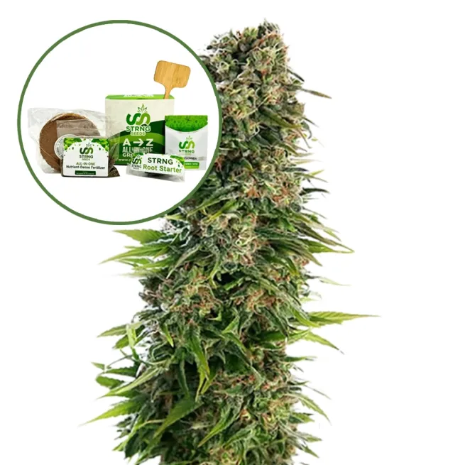 Blue Zkittlez Strain Grow Kit