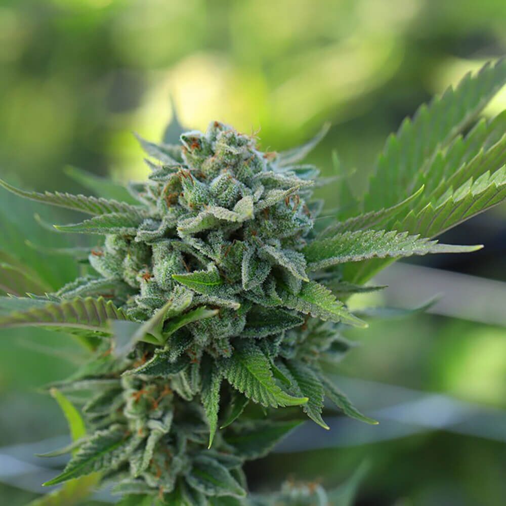 STRNG Seeds – Dante's Inferno x Blood Cherry