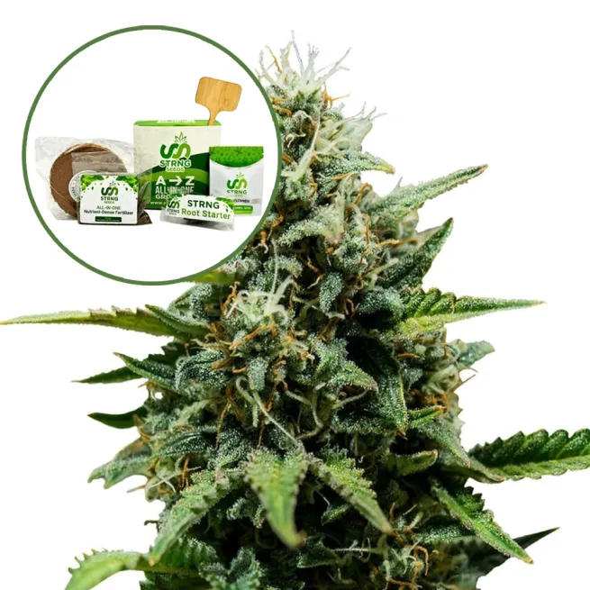 Fat Banana Strain Grow Kit