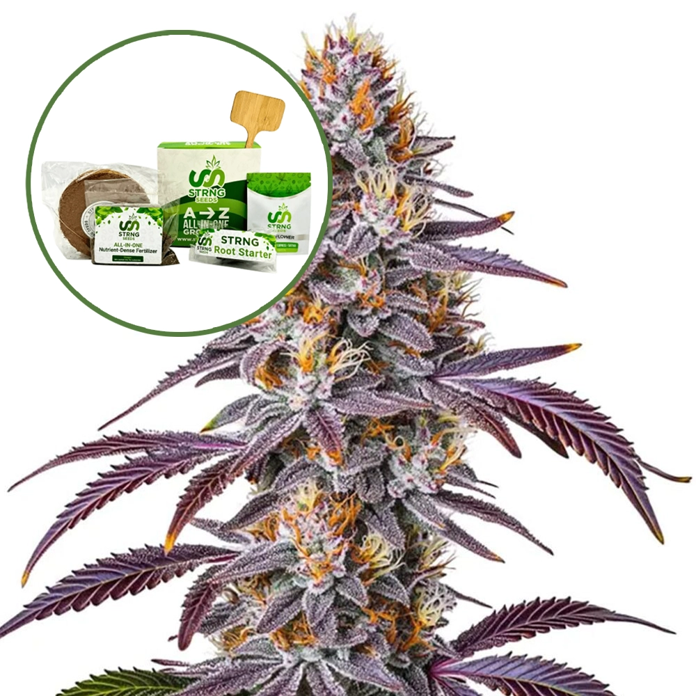 Gelato 33 Strain Grow Kit