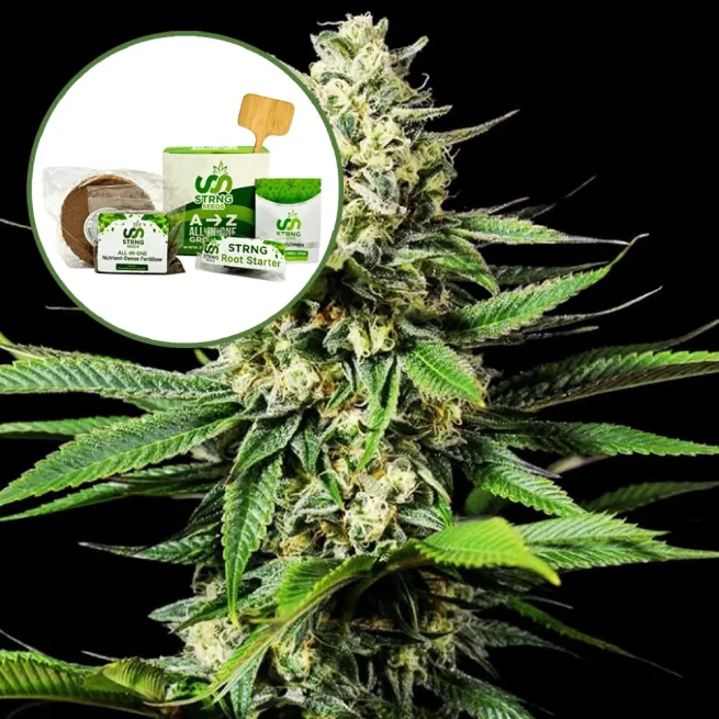 Ghost OG Strain Grow Kit