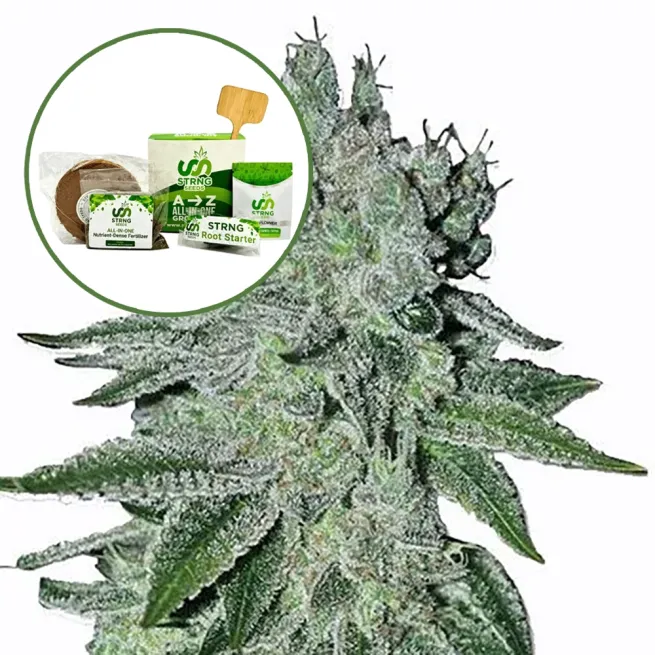 Headband Strain Grow Kit