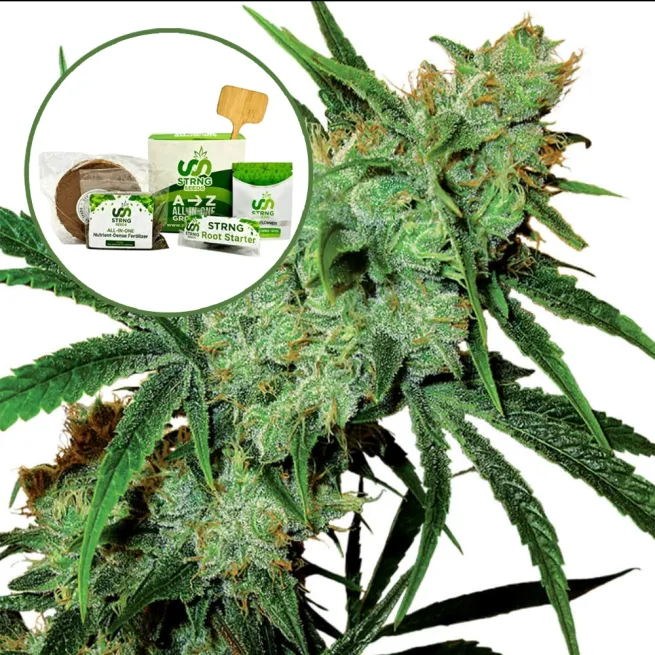 Juicy Fruit Strain Grow Kit