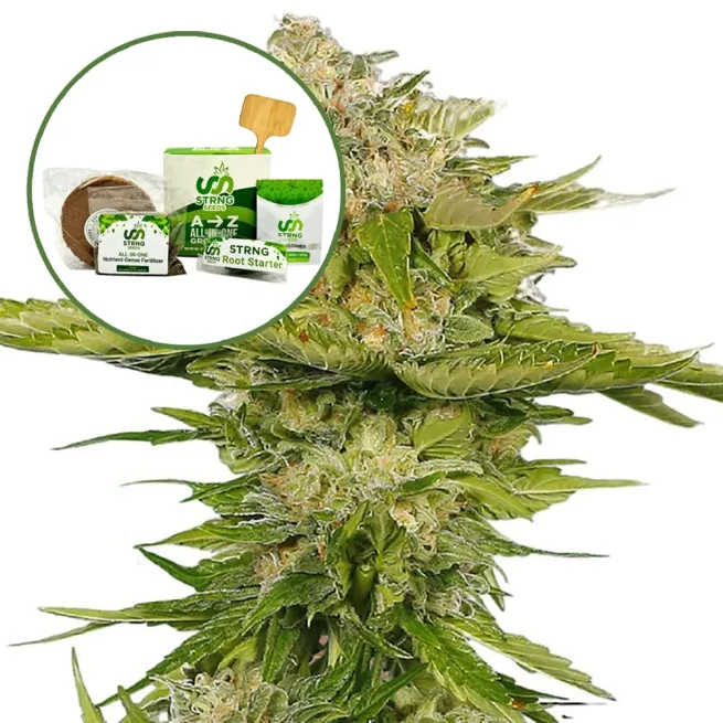 Kandy Kush Strain Grow Kit