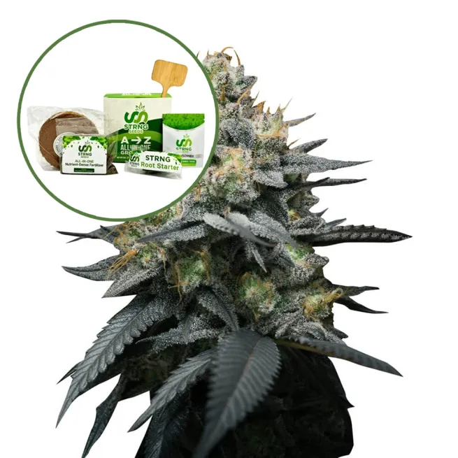 Kush Mint Strain Grow Kit