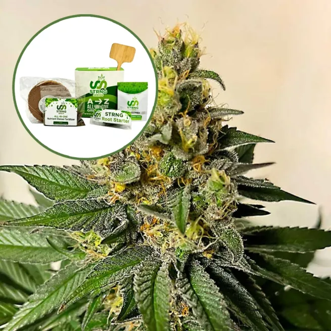 Legend OG Strain Grow Kit