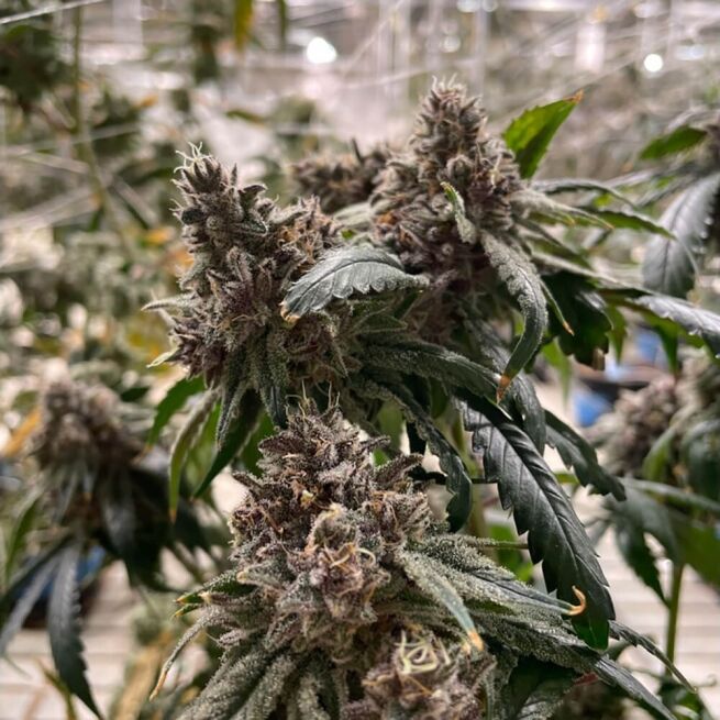 STRNG Seeds – Lemon Skunk x Tangie Gak