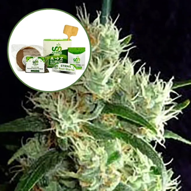 Outer Space Strain Grow Kit