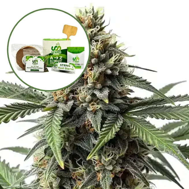 Queen Bee Strain Grow Kit