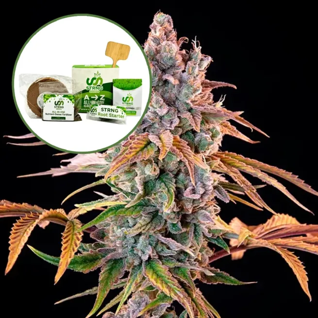 Royal with Cheese Strain Grow Kit