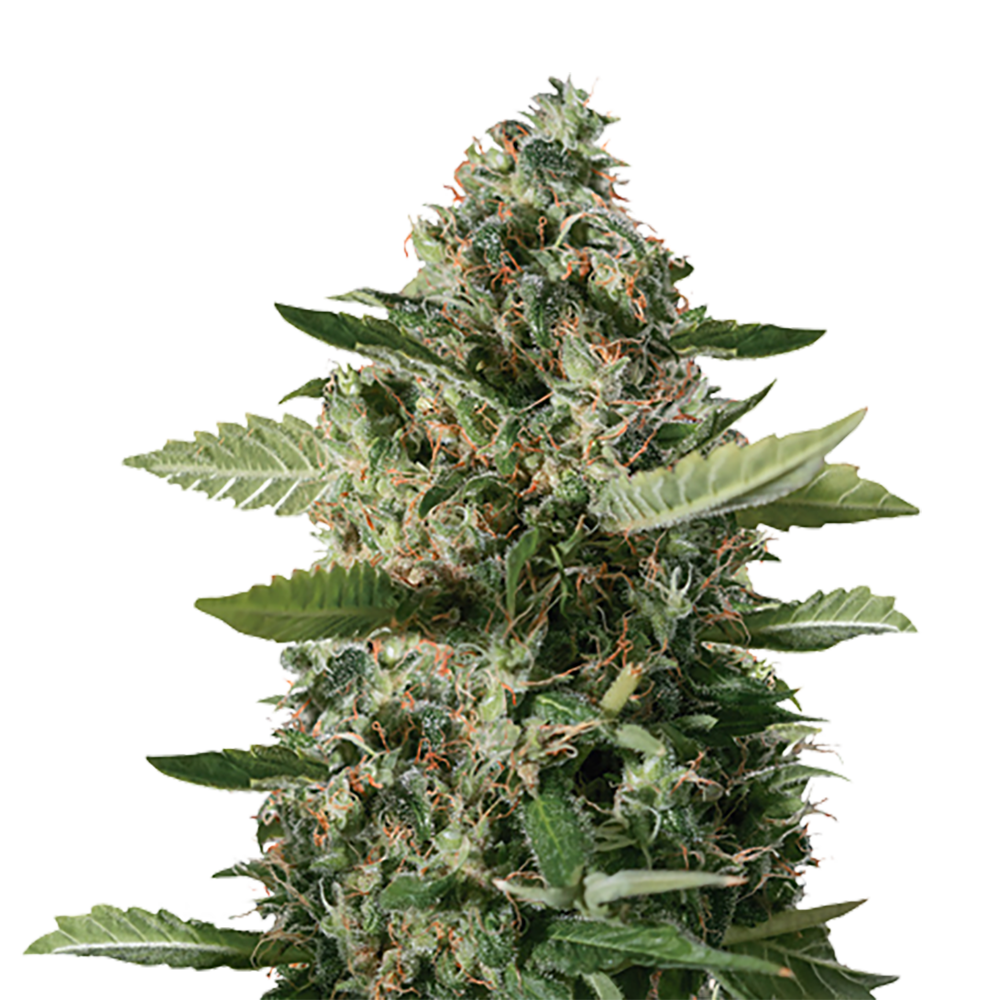STRNG Seeds – East Coast Sour Diesel