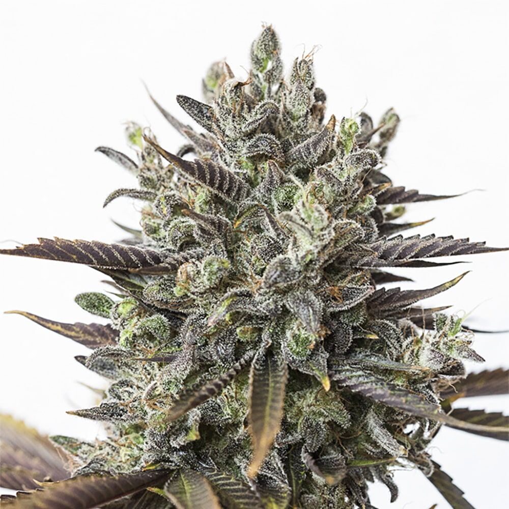 STRNG Seeds – Purple Orange CBD