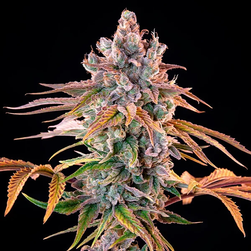 STRNG Seeds – Royal with Cheese