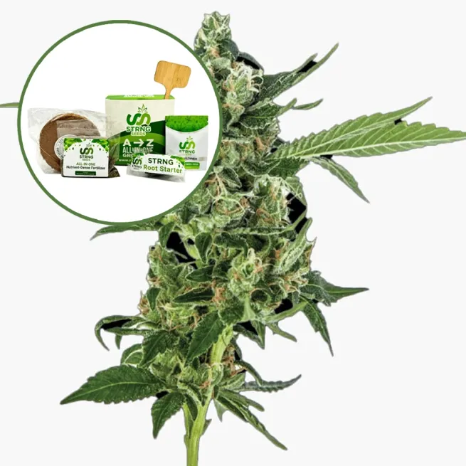 Sour Diesel Strain Grow Kit