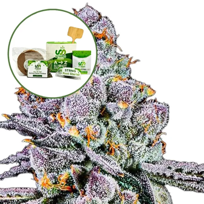 THCA Sex Panther Strain Grow Kit