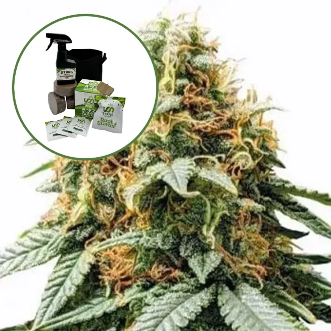 Acapulco Gold Auto High Yield Grow Kit