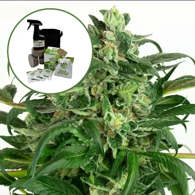 Banana OG Auto High Yield Grow Kit