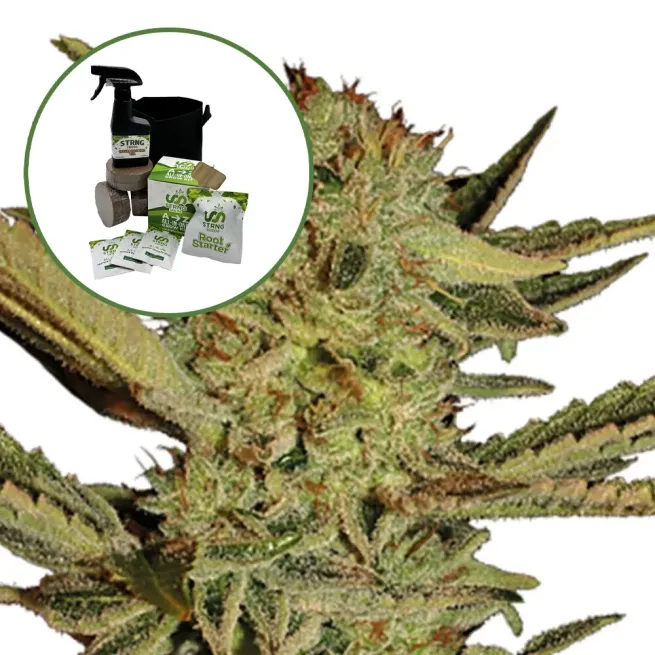 Bubble Gum Auto High Yield Grow Kit