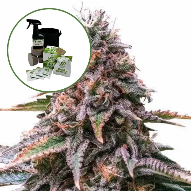 Cherry Pie Auto High Yield Grow Kit