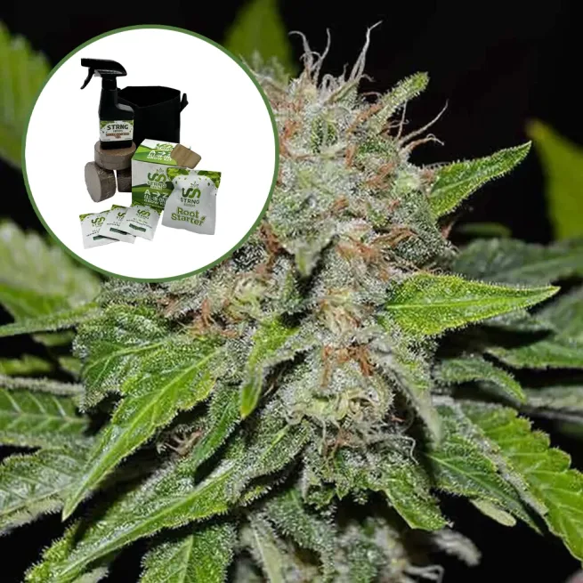 Deep Mandarine Auto High Yield Grow Kit