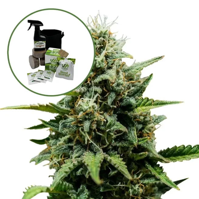 Fat Banana Auto High Yield Grow Kit