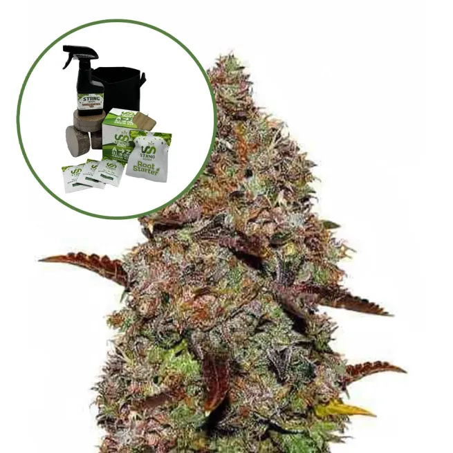 Gelato (THCA) Auto High Yield Grow Kit