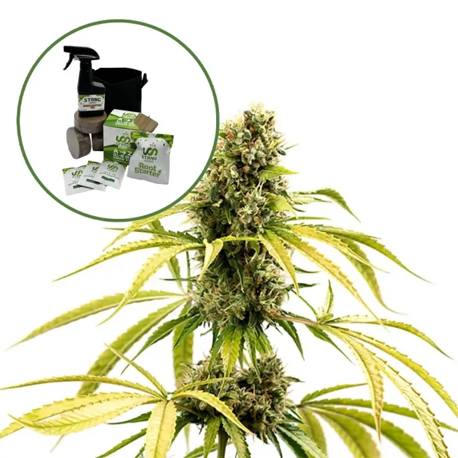 GG4 Auto High Yield Grow Kit
