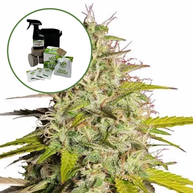 Girl Scout Cookies Auto High Yield Grow Kit