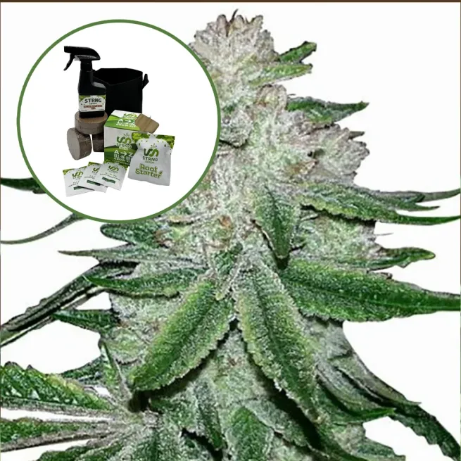 Gorilla Glue #5 Auto High Yield Grow Kit