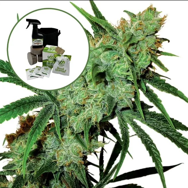 Juicy Fruit Auto High Yield Grow Kit