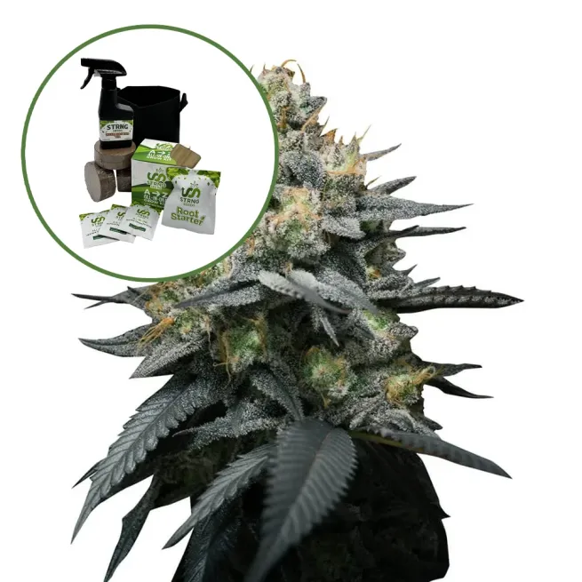 Kush Mint Auto High Yield Grow Kit