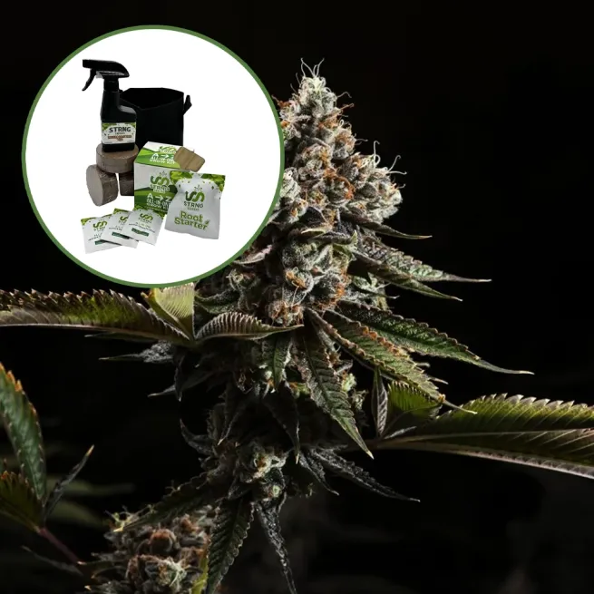 Kush Mountains Auto High Yield Grow Kit