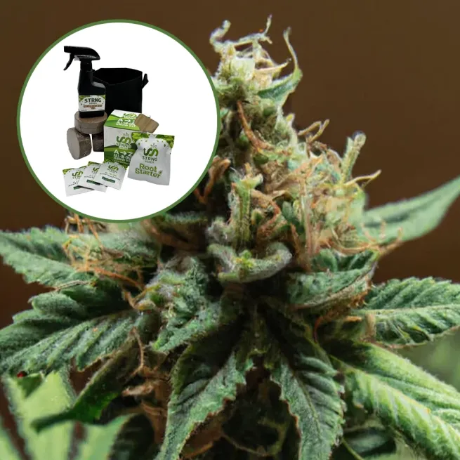 Mango Kush Auto High Yield Grow Kit