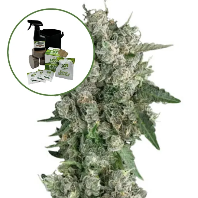 Peanut Butter Breath Auto High Yield Grow Kit