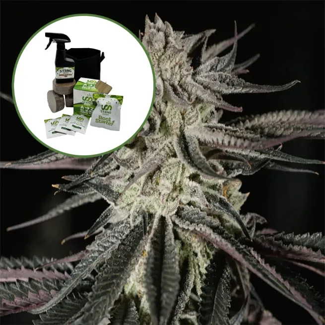 Purple Kush Auto High Yield Grow Kit