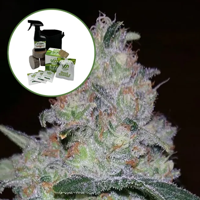 Supernova Auto High Yield Grow Kit