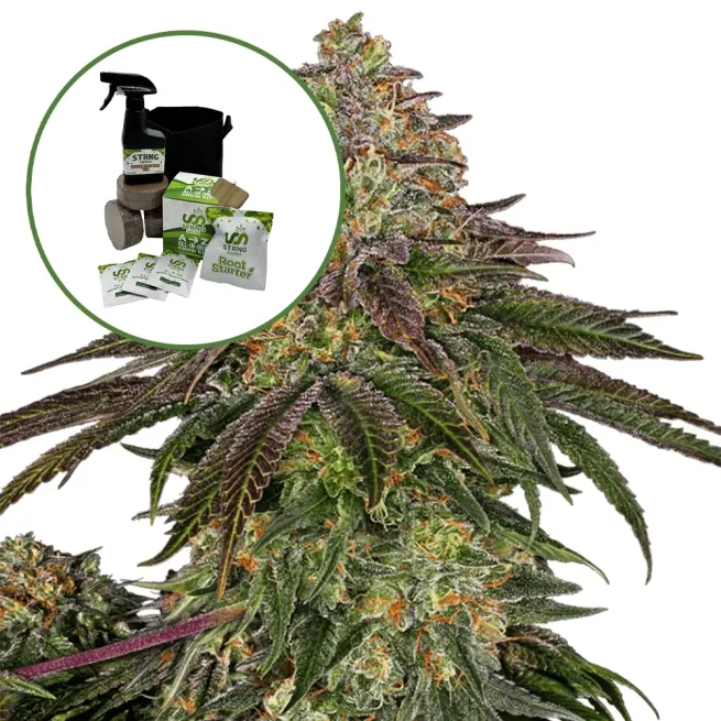Sweet Kush Auto High Yield Grow Kit