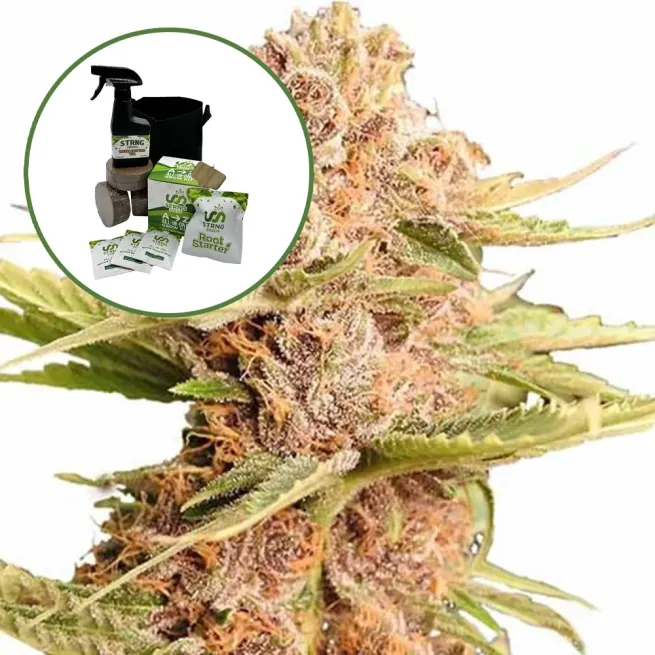 THCA Girl Scout Cookie Auto High Yield Grow Kit