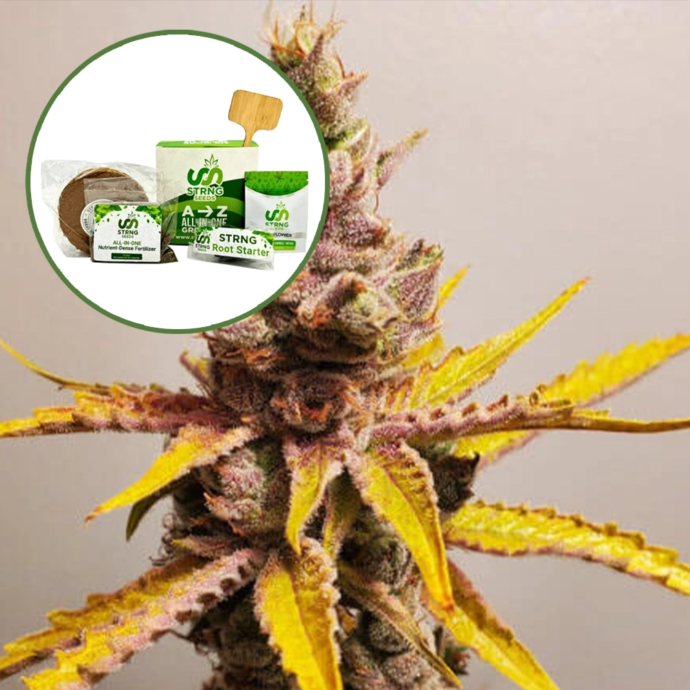 Clementine Strain Grow Kit