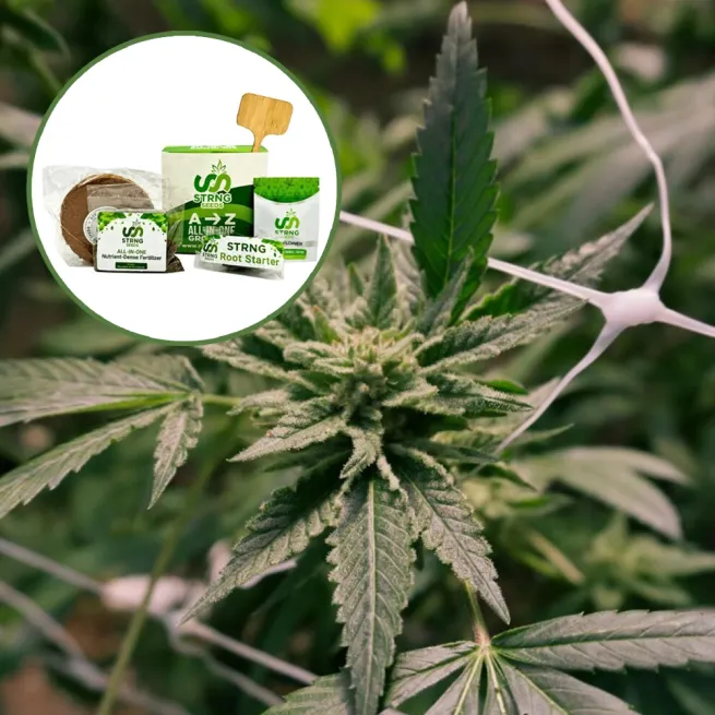 Gelato x Sex Panther Strain Grow Kit