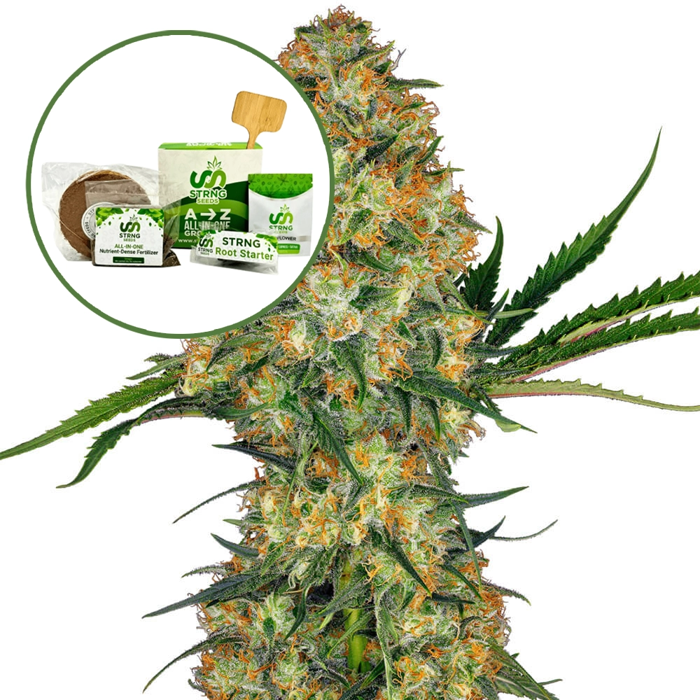 Hindu Kush Strain Grow Kit