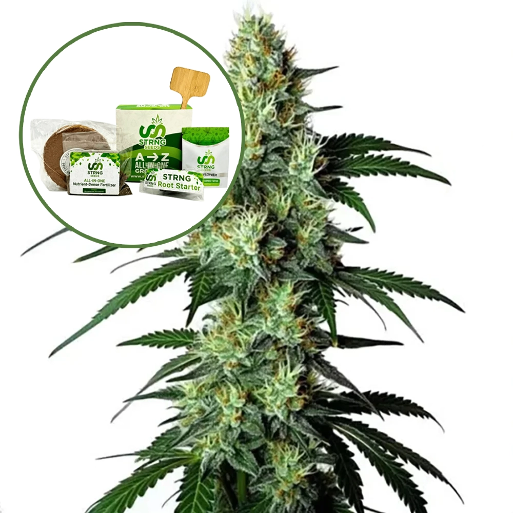 King Louis Strain Grow Kit