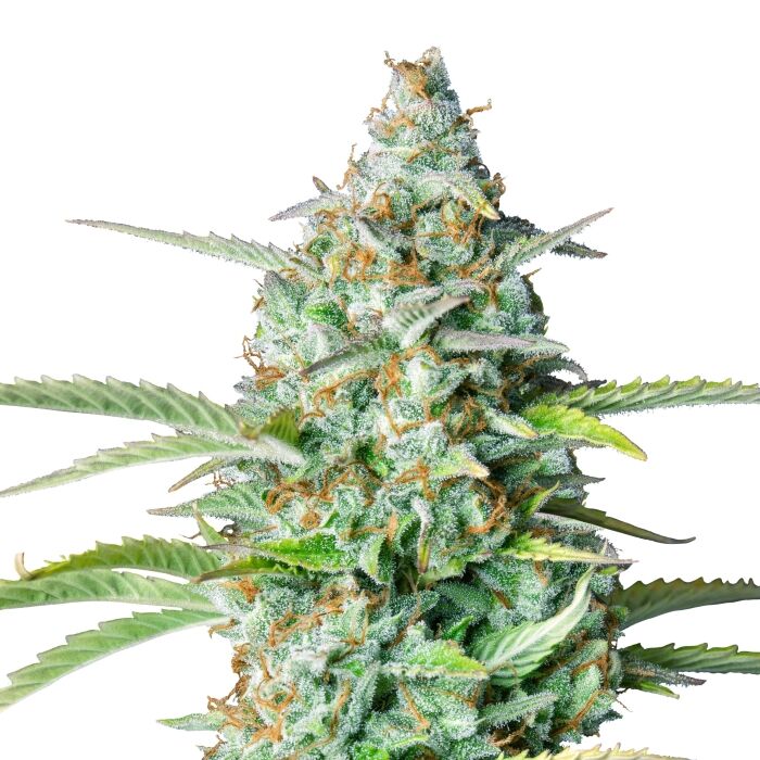 Northern Lights Auto - Image 3