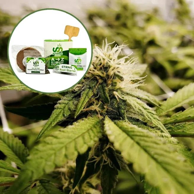 Pineapple Express x Super Lemon Haze Strain Grow Kit