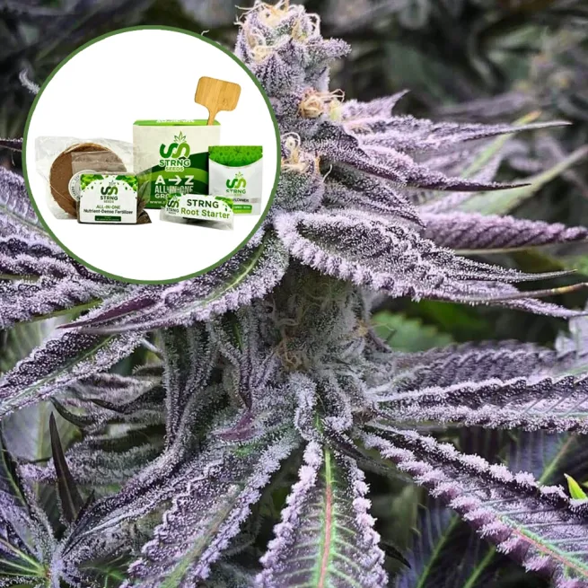 Purple Punch Strain Grow Kit