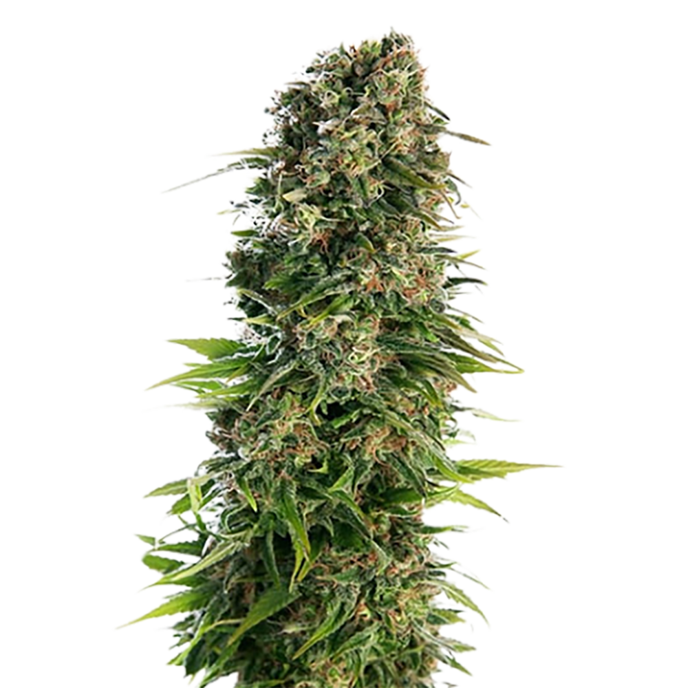STRNG Seeds – Blue Zkittlez