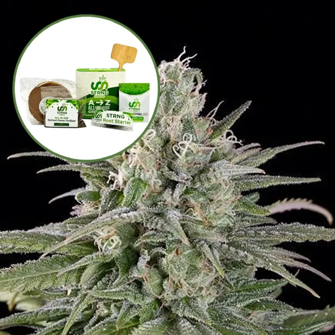 UK Cheese Strain Grow Kit